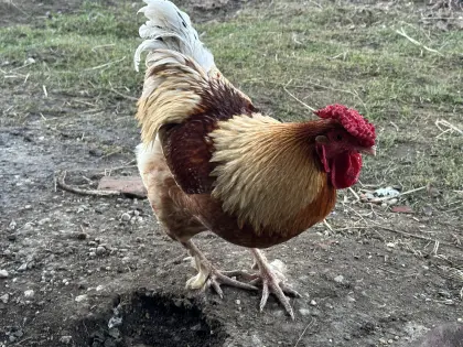 Verschenke einen Hahn aus Naturbrut