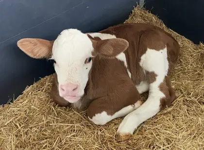 Fleckviehstierkälber