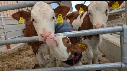 BIO Fleckviehkälber w/m