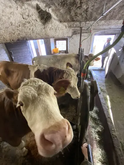 Verkaufe Fleckvieh weiblich