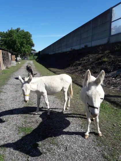 Eselwallache zu verkaufen