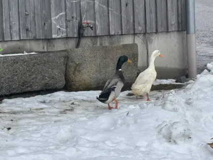 Verkaufe Laufenten Erpel