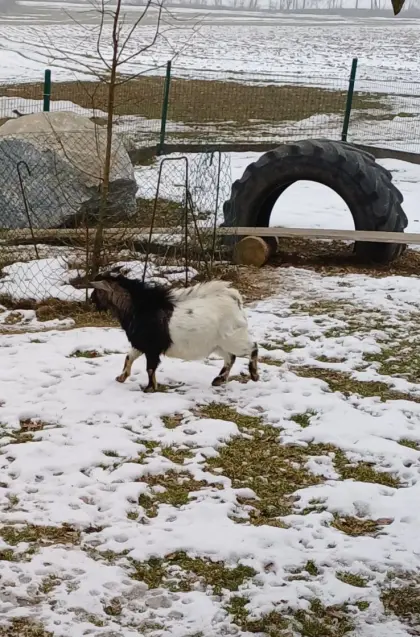 Männliche Zwergziege