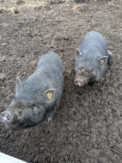 Zwei Minischweine abzugeben