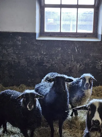 Gekörtes Krainer Steinschaf Muttertier