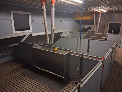 Ferkelaufzucht Aufstallung