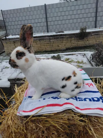 Rheinische Schecken Rammler