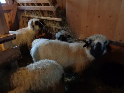 Walliser-Schwarznasen (8 Stk.) abzugeben - Pielachtal, NÖ