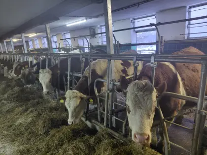 Zuchtkalbin trächtig