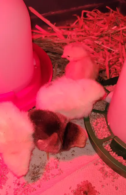 Buntlegerküken abzugeben!