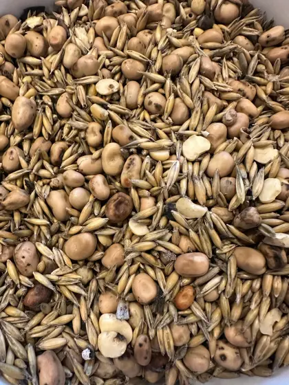 Bio Ackerbohne Hafer Gemenge