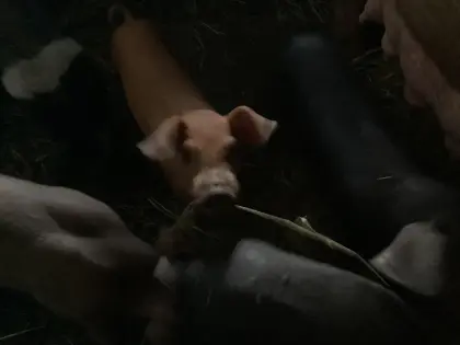 Schwäbisch Hällisch-Duroc Ferkel