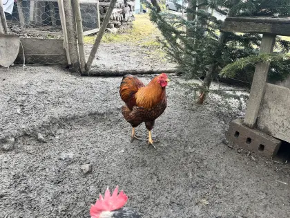 Zwerg-Wyandotte Hahn