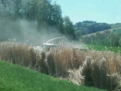 Miscanthus, Elefantengras