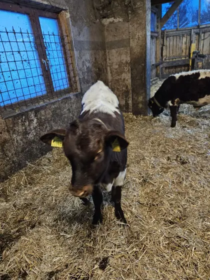 Pinzgauer Zuchtkälber