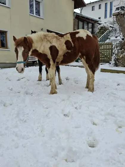 Tinker-Mix Stutfohlen