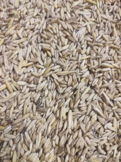 Ebners Nackthafer vorgereinigt