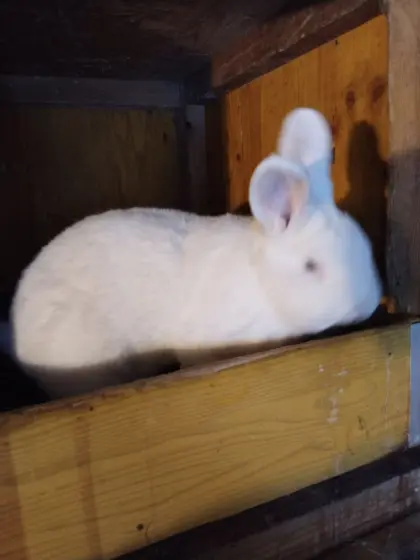 Weißer Wiener Rammler