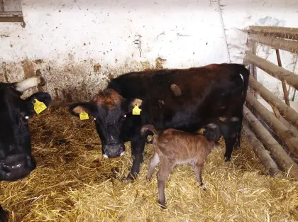 Zwergrindkuh mit Kalb