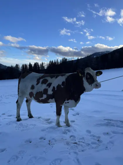 Bio Fleckvieh Erstlingskuh