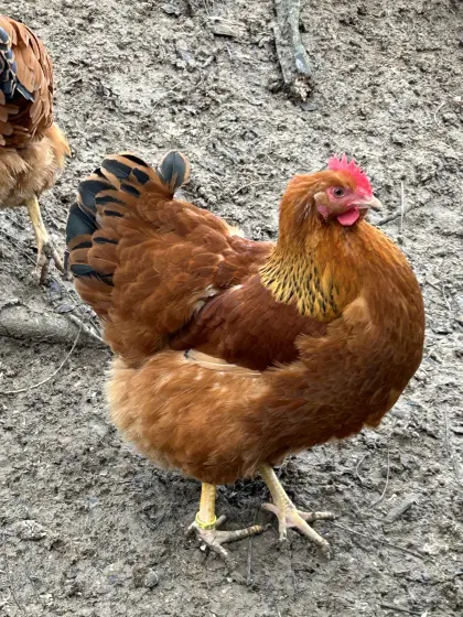 Orpington, New Hampshire, Wyandotten, Zwergseidis, Amrocks, Bruteier