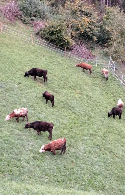 Wagyu-Kreuzungen von klein bis groß F1-F3