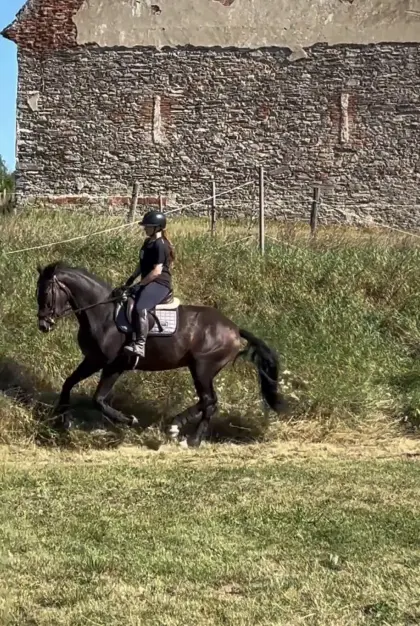 Freizeit-Ausreitpferd sucht Herzensmensch