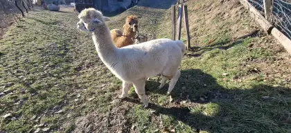 Alpaka Zuchthengste mit Stammbaum