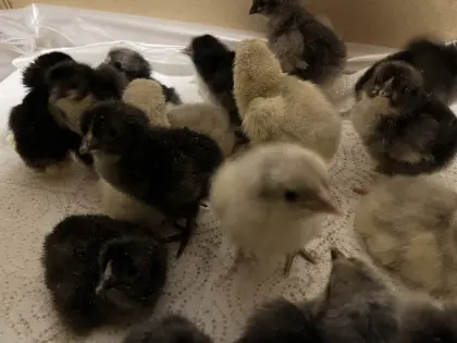 Bresse gauloise bleu Tagesküken