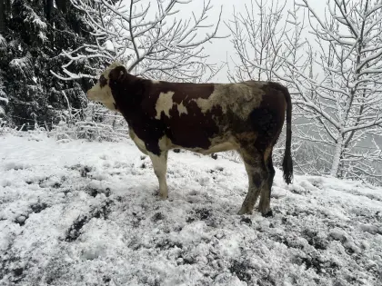 Zuchtkalbin, Fleckvieh, FL