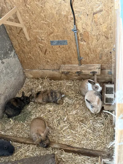 Jungkaninchen Farbenzwerg, Löwenkopf