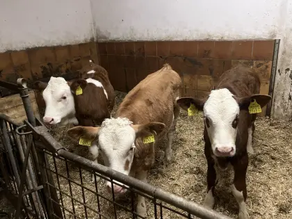 Fleckvieh Zuchtkälber