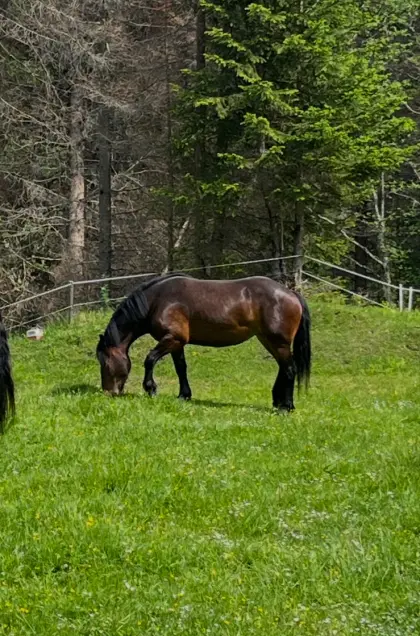 Noriker Stute 4 Jahre