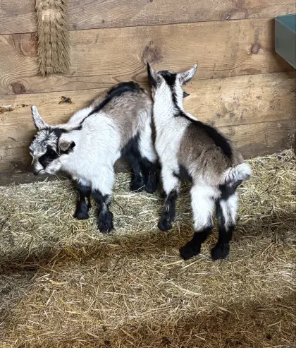 Ziegenkitze, männlich und weiblich