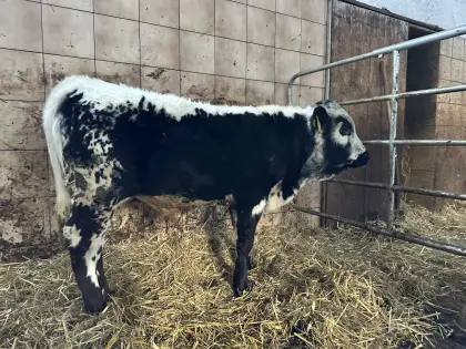 Pustertaler Sprinzen Stier