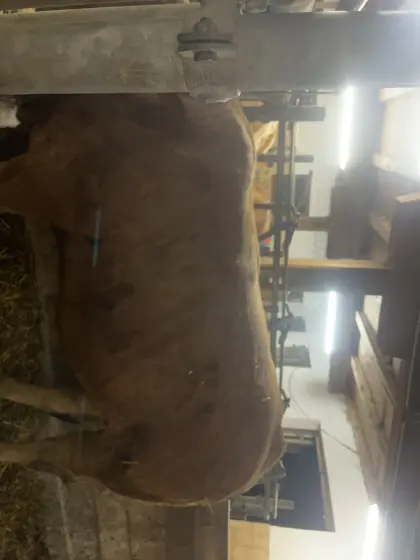 Verkaufe Limousine Stier