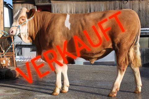 Fleckvieh Zuchtstier