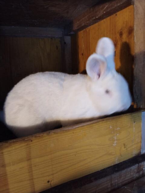 Weißer Wiener Rammler