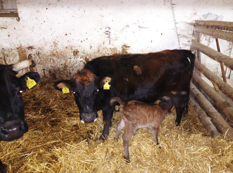 Zwergrindkuh mit Kalb