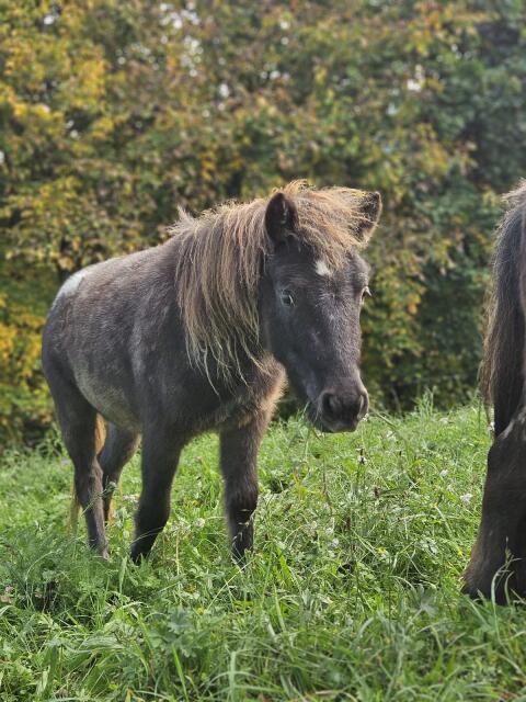 Neugieriger Ponywallach