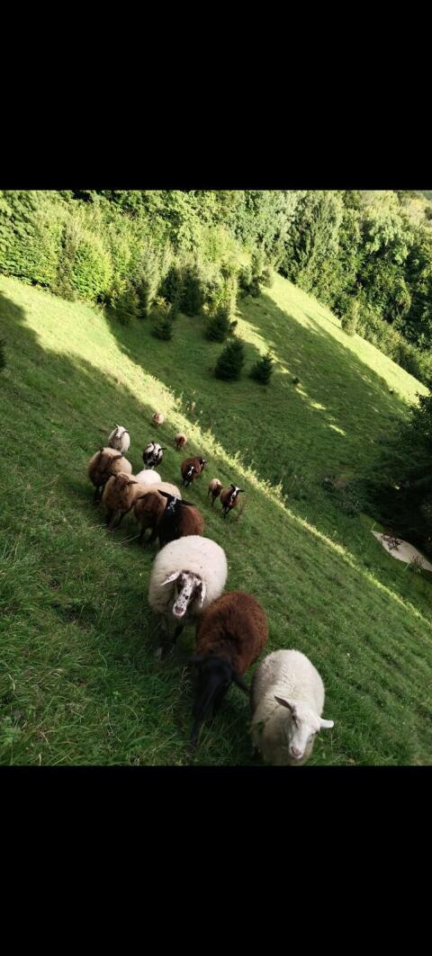 Verkaufe Mutterschafe