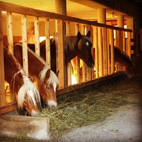 Aufzuchtplatz für Junghengste und Wallache
