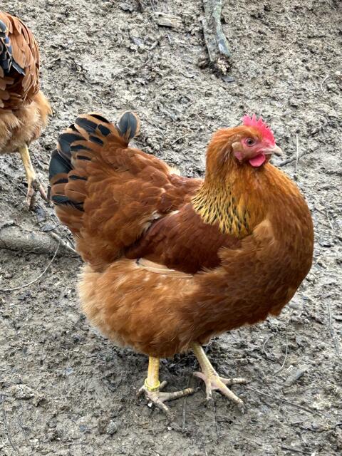 Orpington, New Hampshire, Wyandotten, Zwergseidis, Amrocks, Bruteier