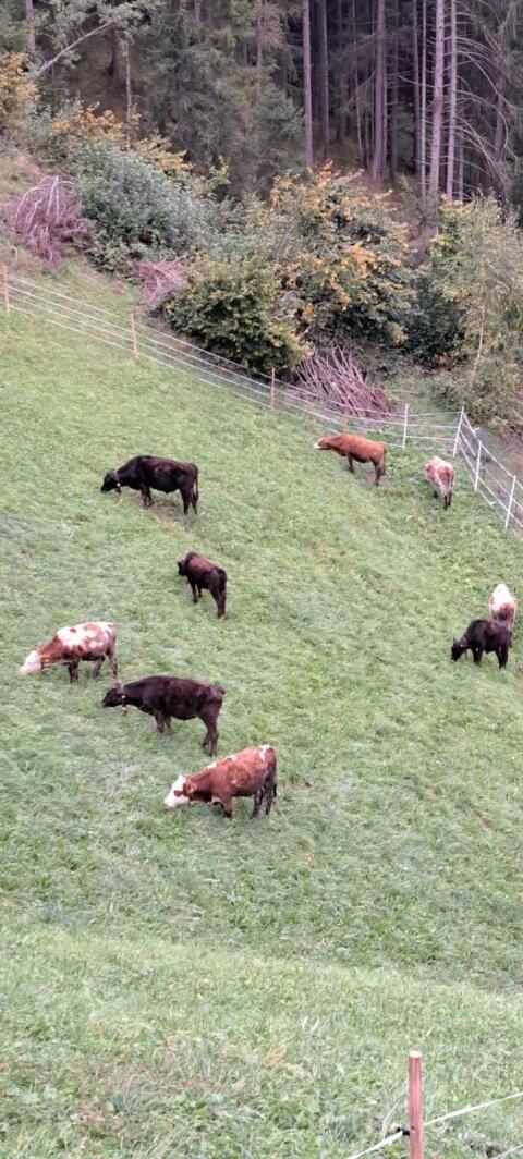 Wagyu-Kreuzungen von klein bis groß F1-F3