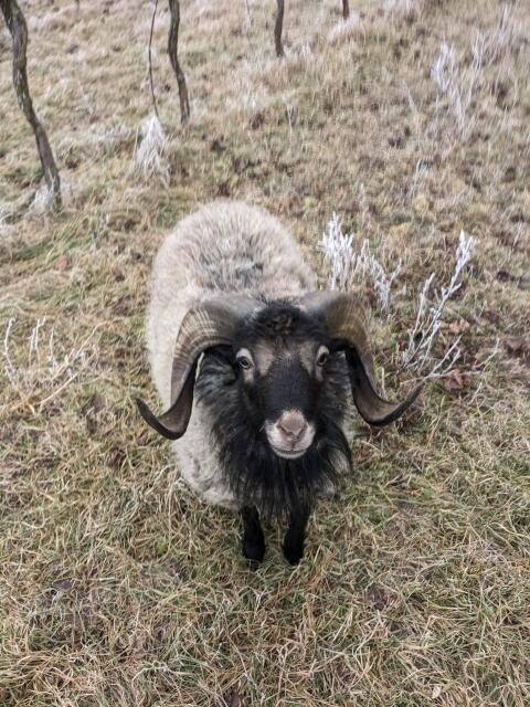 Zuchtbock abzugeben - Bretonisches Zwergschaf Ouessantschaf
