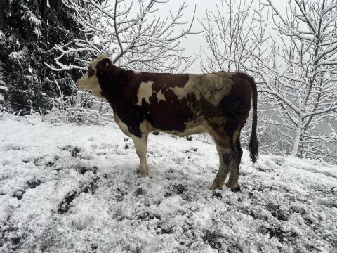 Zuchtkalbin, Fleckvieh, FL