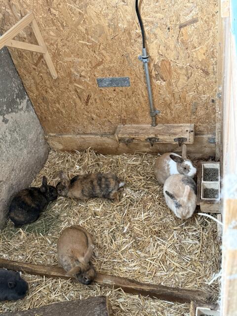 Jungkaninchen Farbenzwerg, Löwenkopf