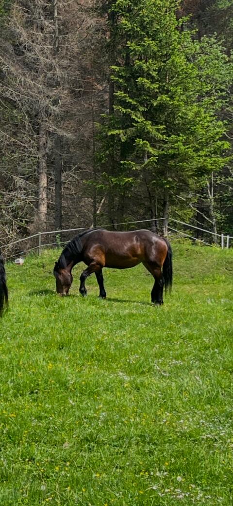 Noriker Stute 4 Jahre