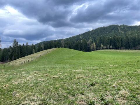 Suche Almwiese, Mähwiese, Weide