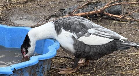 Enten, Stummenten, Warzenenten